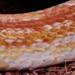 Slangen huid slang